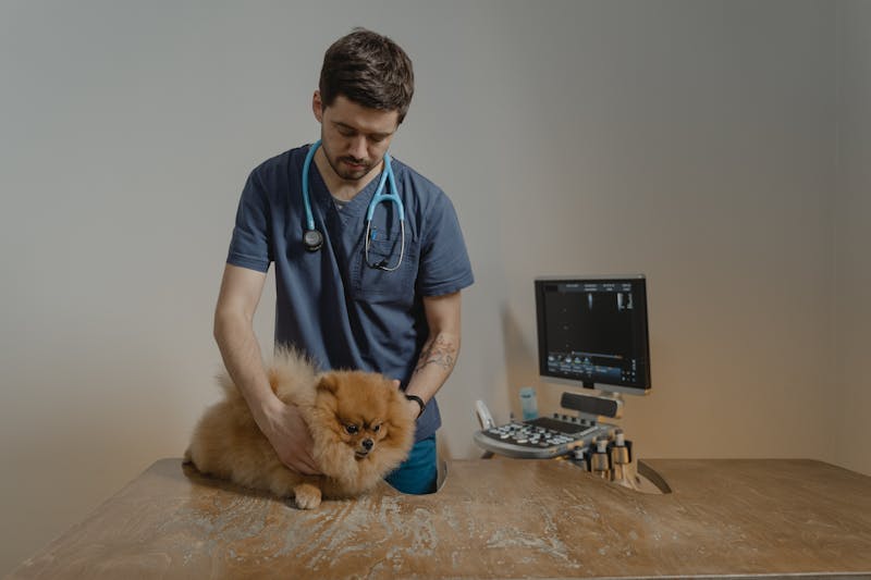 Veterinario
